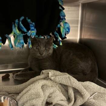 Barn Cat -  Domestic Short Hair Cat for Adoption in Council Bluffs, Iowa - Barn Cat | PetCurious
