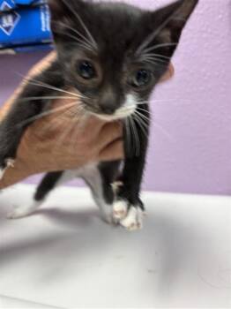 Spencer -  Domestic Short Hair Cat for Adoption in El Paso, Texas - Spencer | PetCurious