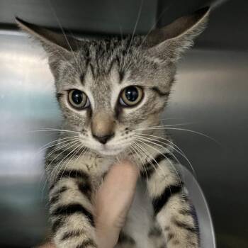 Emeril Lepawse -  Domestic Short Hair Cat for Adoption in Lakeland, Florida - Emeril Lepawse | PetCurious