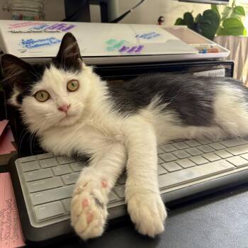 Tater Tot -  Domestic Long Hair Cat for Adoption in Winston-salem, North Carolina - Tater Tot | PetCurious