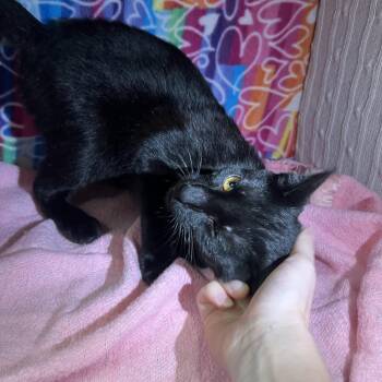 Betsy -  Domestic Short Hair Cat for Adoption - Betsy | PetCurious