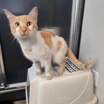 Rescue Tabby Cats for Adoption in Los Altos, California - Chester | PetCurious