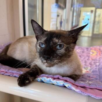 Sushi -  Domestic Short Hair Cat for Adoption in Gloucester, Virginia - Sushi | PetCurious