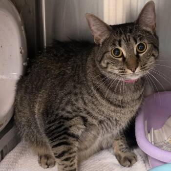 Little Paws -  Domestic Short Hair Cat for Adoption in Ardmore, Oklahoma - Little Paws | PetCurious