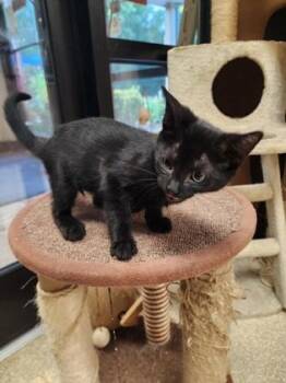 Taurus $75 @ Petsmarrt -  Domestic Short Hair Cat for Adoption in Seneca, South Carolina - Taurus $75 @ Petsmarrt | PetCurious