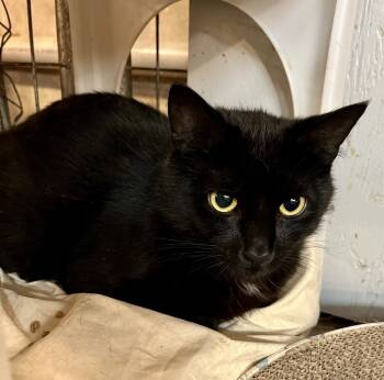 Rescue Domestic Short Hair Cats for Adoption in Bolton, Connecticut - Vader | PetCurious