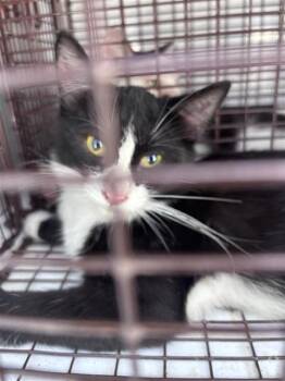 A662396 -  Domestic Short Hair Cat for Adoption in Houston, Texas - A662396 | PetCurious