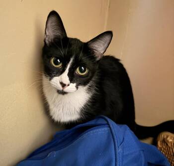 Domestic Short Hair Cats Available for Adoption in Tucson, Arizona - Theodora | PetCurious