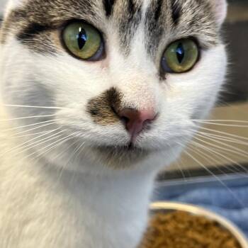 Domestic Short Hair Cats Available for Adoption - Max | PetCurious