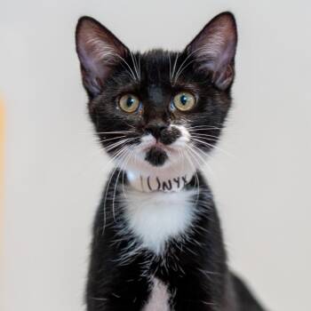 Onyx -  Domestic Medium Hair Cat for Adoption in Durango, Colorado - Onyx | PetCurious
