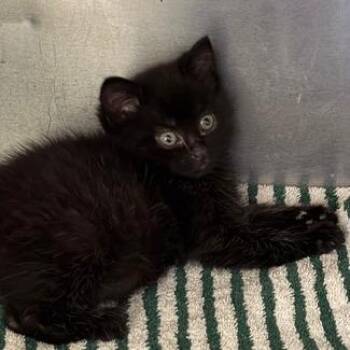 Domestic Short Hair Cats Available for Adoption - Eomer | PetCurious