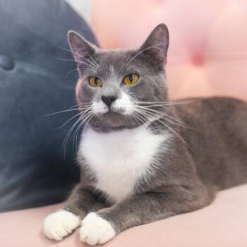 Domestic Short Hair Cats Available for Adoption - Bluey | PetCurious