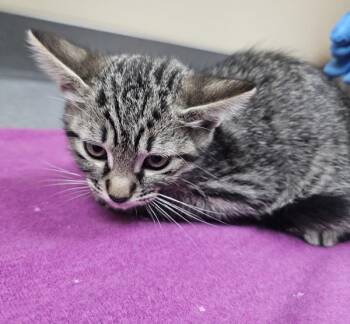 Crunchwrap Supreme -  Domestic Short Hair Cat for Adoption in Kennewick, Washington - Crunchwrap Supreme | PetCurious