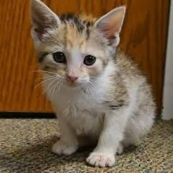 Clover -  Calico Cat for Adoption in Hopkinsville, Kentucky - Clover | PetCurious