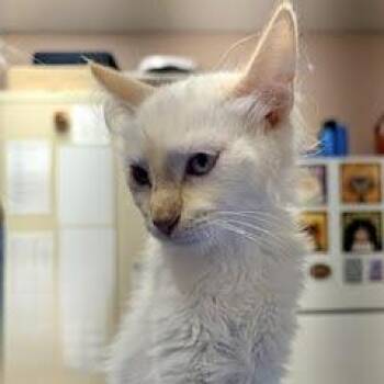 Tahani -  Siamese Cat for Adoption in Green Valley, Arizona - Tahani | PetCurious