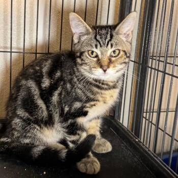 Zilly -  Domestic Short Hair Cat for Adoption in Saginaw, Michigan - Zilly | PetCurious