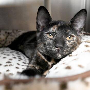 Domestic Short Hair Cats Available for Adoption in West Palm Beach, Florida - Jules | PetCurious