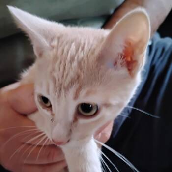 Ginger ale -  Domestic Short Hair Cat for Adoption in Grantsville, Utah - Ginger Ale | PetCurious