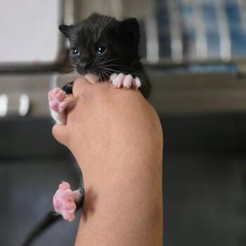 Domestic Short Hair Cats Available for Adoption in San Jacinto, California - Miney | PetCurious