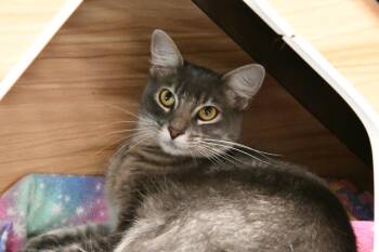 Macaroon -  Domestic Medium Hair Cat for Adoption in Fairhope, Alabama - Macaroon | PetCurious