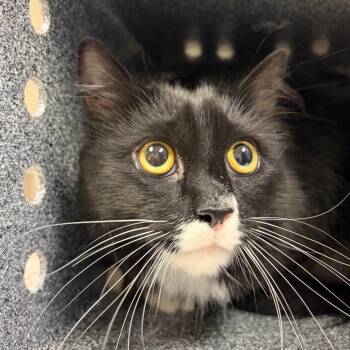Yoyo -  Domestic Medium Hair Cat Available for Adoption in Reno, Nevada - Yoyo | PetCurious