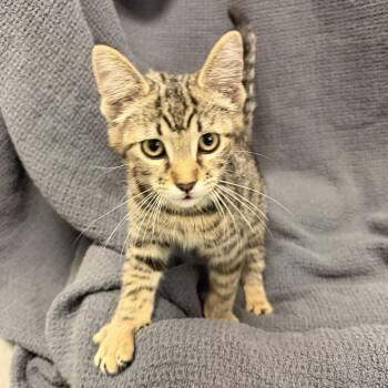 Remi -  Domestic Short Hair Cat for Adoption in Latrobe, Pennsylvania - Remi | PetCurious