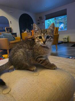 Finn - Sweet and affectionate -  Domestic Short Hair Cat Available for Adoption in Muskego, Wisconsin - Finn - Sweet And Affectionate | PetCurious