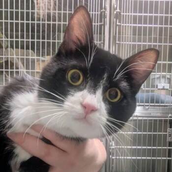 Tuxedo Cats Available for Adoption - Arlo | PetCurious