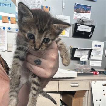 CHIPPY -  Domestic Short Hair Cat for Adoption in Dallas, Texas - CHIPPY | PetCurious