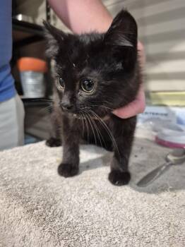 Harlow -  Domestic Short Hair Cat for Adoption in Linton, Indiana - Harlow | PetCurious