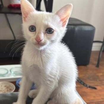Felicity -  Siamese and Domestic Short Hair Cat for Adoption in Westminster, California - Felicity | PetCurious