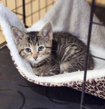 Harry -  Domestic Short Hair Cat for Adoption in Hamilton, Ontario - Harry | PetCurious