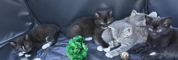 Primrose (polydactyl) -  Domestic Short Hair Cat Available for Adoption in Fremont, Nebraska - Primrose (polydactyl) | PetCurious