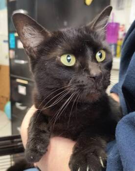 Rescue Domestic Short Hair Cats for Adoption in Canfield, Ohio - SHELLY | PetCurious