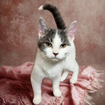 Ghost -  Domestic Short Hair Cat for Adoption in La Plata, Maryland - Ghost | PetCurious