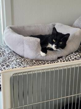 Domestic Short Hair Cats Available for Adoption - GRENN (M) | PetCurious