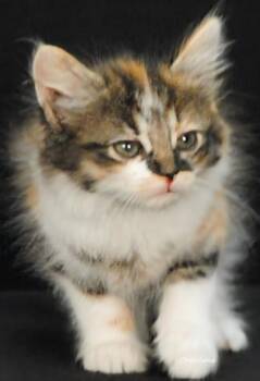 Jolene -  Domestic Short Hair and Torbie Cat for Adoption in Newland, North Carolina - Jolene | PetCurious