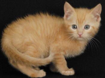 Mixed Tape -  Domestic Short Hair Cat for Adoption in Newland, North Carolina - Mixed Tape | PetCurious