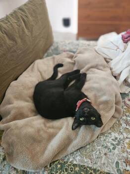 Rescue Domestic Short Hair Cats for Adoption in Portland, Oregon - Basil | PetCurious