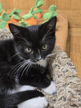 Rescue Tuxedo Cats for Adoption in New Rochelle, New York - Pippi | PetCurious