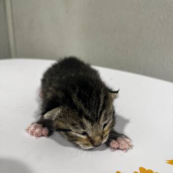 Domestic Short Hair Cats Available for Adoption in Tampa, Florida - April | PetCurious