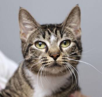 Mindy (AO36869) -  Domestic Short Hair Cat for Adoption in Kansas City, Kansas - Mindy (AO36869) | PetCurious