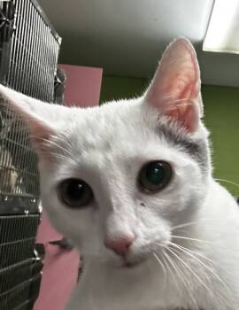 Rescue Domestic Short Hair Cats for Adoption in Spartanburg, South Carolina - Gypsy | PetCurious