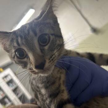 Sherlock -  Domestic Short Hair Cat for Adoption in Eureka Springs, Arkansas - Sherlock | PetCurious