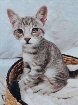 Rescue Domestic Short Hair Cats for Adoption in Hagerstown, Maryland - EREND | PetCurious