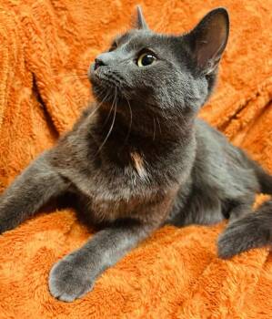 Domestic Short Hair Cats Available for Adoption in Alexandria, Minnesota - Josie  | PetCurious