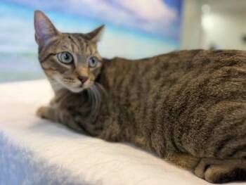 PRISILLA -  Domestic Short Hair Cat for Adoption in Doral, Florida - PRISILLA | PetCurious