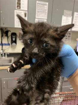 TOM TOM -  Domestic Short Hair Cat for Adoption in Long Beach, California - TOM TOM | PetCurious