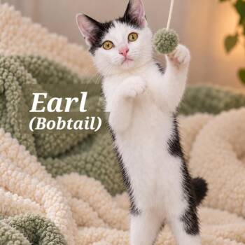 Earl (Bobtail) -  American Bobtail and Domestic Short Hair Cat for Adoption in Quincy, Ohio - Earl (Bobtail) | PetCurious
