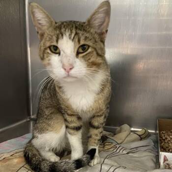 Mike Wazowski -  Domestic Short Hair Cat for Adoption in Allentown, Pennsylvania - Mike Wazowski | PetCurious